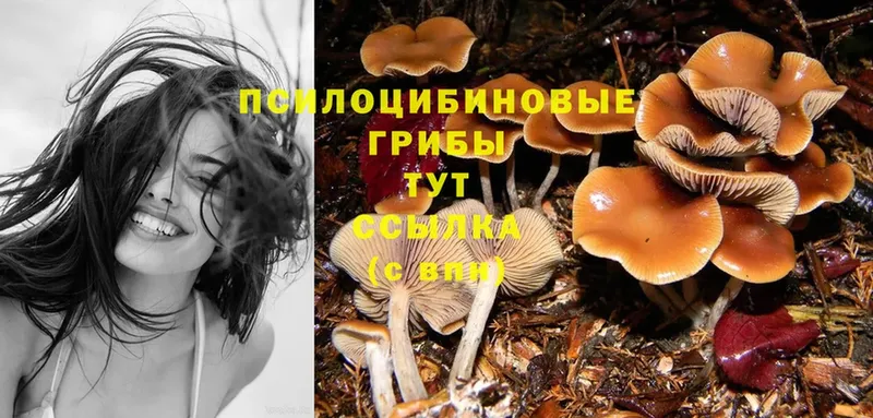 купить закладку  Гатчина  Галлюциногенные грибы Psilocybe 